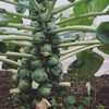 芽キャベツ Brussels sprouts