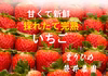 朝採れ、完熟収穫いちご　まりひめ
