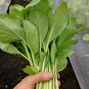 お得な葉物セット　４種類(農薬化学肥料不使用)