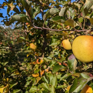 ぐんま名月 家庭用(訳あり)