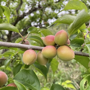 「小粒の果実でうめしごと」中山農園の小梅「完熟梅」