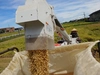 籾貯蔵R２年新潟産 年末年始にコシ伊助３.５Ｋｇと黄金餅米１.５Ｋｇのセット