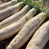 【厳冬期糖度UP】大根はるか 農薬・化学肥料不使用