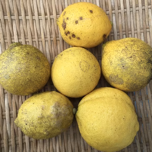 瀬戸内の島のレモン[農薬・除草剤・化学肥料不使用](訳あり)