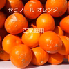 セミノールオレンジ(家庭用、訳あり品)