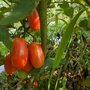 美味しいトマトソースはこのトマトで！太陽のトマトサンマルツァーノ！！