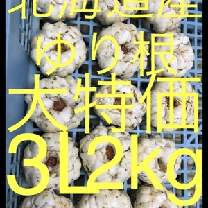  送料別 北海道産 ゆり根 3L 2kg お徳用大特価 野菜