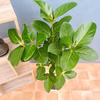 【在庫販売】　フィカス　ゴムの木　ベンガレンシス　曲り　インテリアグリーン