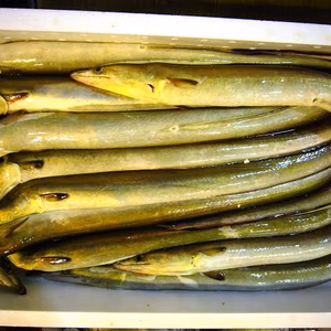 ハモ、煮付け、汁、唐揚げに最適【限定2箱】※漁に出られ次第の発送