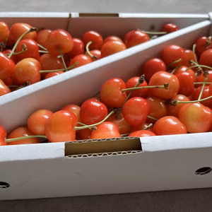 さくらんぼ「佐藤錦」家庭用1kg