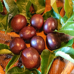 パッションフルーツ　露地からの恵み　11～12個入  約1.0kg前後