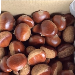 ミロク環境の栗(丹沢.杉光混合割合に差が有サイズM〜L)８月下旬~9月上旬収穫期