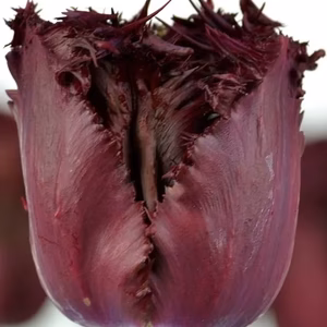 【新潟のチューリップ】フリル　紫レッド色　ラブラドール　１０本