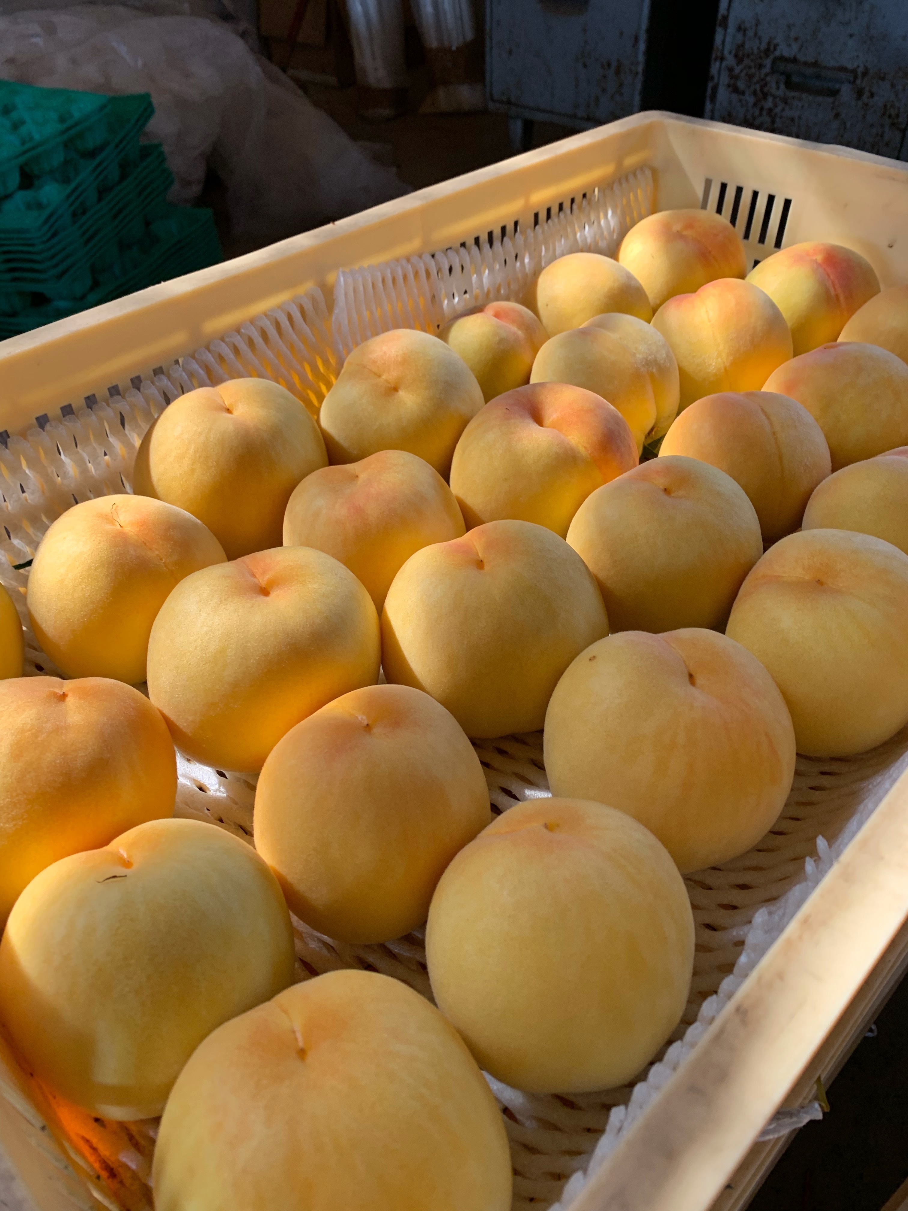 [訳あり]黄桃 3kg 品種は何が届くかお楽しみ♪ 3kg