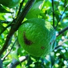 The citrus【Real LEMON (green)】