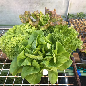 今が食べごろお値打ちに♡生きてるサラダ♡レタスのサラダポット（丸鉢4株）限定4個