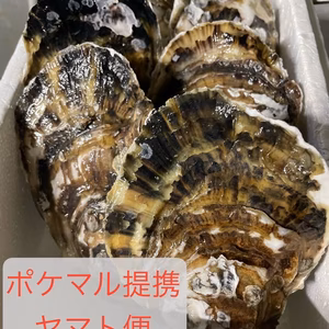 【希少！佐賀県有明海産の天然】スミノエガキ