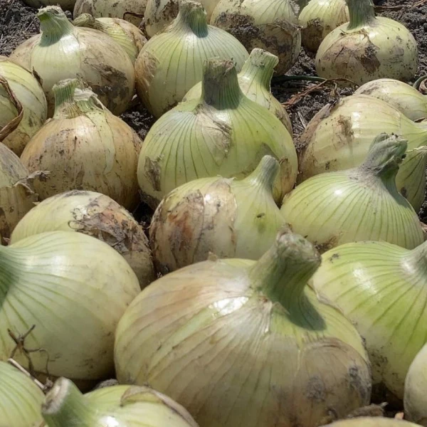 淡路島 新玉ねぎ》浜玉ホワイト ５Kg １回食べてみて〜♪トロ甘ですよ