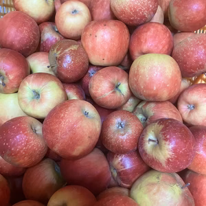 加工用　超訳あり紅玉　箱込11キロ　ジュースやお菓子などに！