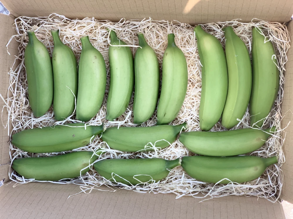 [農薬・化学肥料栽培期中不使用]たかきのバナナ1.5kg 約10本〜15本
