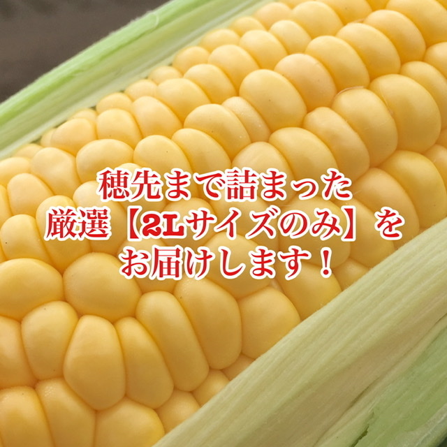 極上のトウモロコシ 厳選2lサイズのみをお届け 8月発送 農家漁師から産地直送の通販 ポケットマルシェ