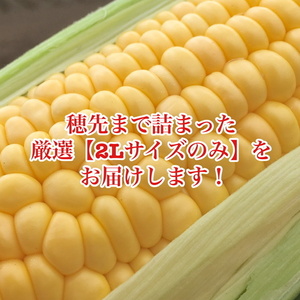 北海道十勝の極上トウモロコシ！厳選2Lサイズのみをお届け(8月発送)