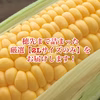極上のトウモロコシ！厳選2Lサイズのみをお届け(8月発送)