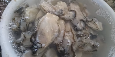 厳しい検査をして、生食用の牡蠣を出荷