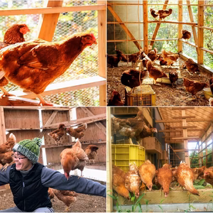 里山育ち 平飼いととこの四季のある新鮮たまご2025+ふきのとう