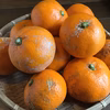 ご家庭用・伊豆の温州みかん【減農薬】