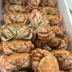三陸産　（若）浜茹で　毛蟹　1kg  送料込み　4〜5杯前後入り