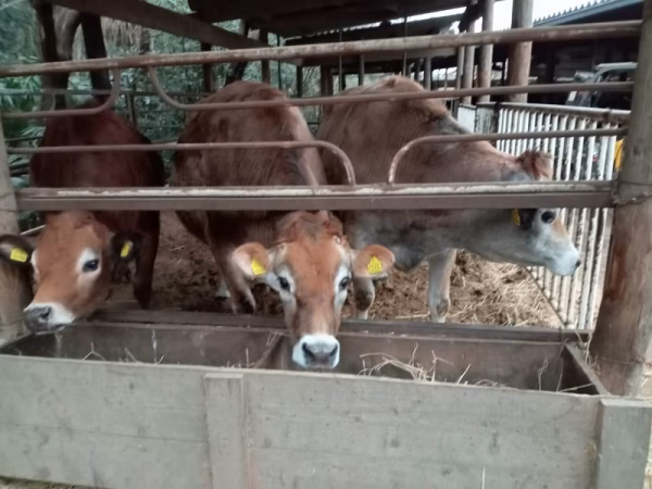 【希少ジャージー牛】焼肉セットA 合計550ｇ