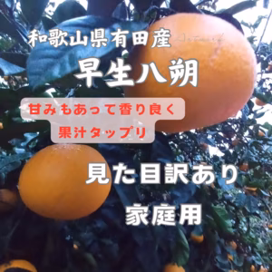 早生八朔　 木成り早生八朔　和歌山県有田産 見た目訳あり品 サイズ2Sから2L