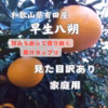 早生八朔　 木成り早生八朔　和歌山県有田産 見た目訳あり品 サイズ2Sから2L