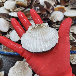 殻付きホタテの稚貝(生)　噴火湾八雲産　夢ホタテのベビーちゃん