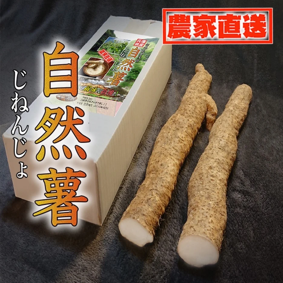 【送料480円】ネバネバは超一級の自然薯800g(2〜4本)