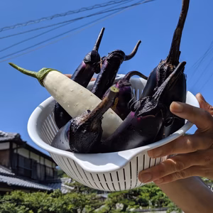 ホイル焼き用ナス　色々8本　【味噌マヨがオススメ】