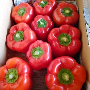 宮古島産 夏野菜3種類（パプリカ、なす、ピーマン）