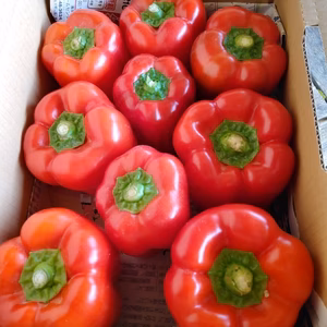 宮古島産 夏野菜3種類（パプリカ、なす、ピーマン）