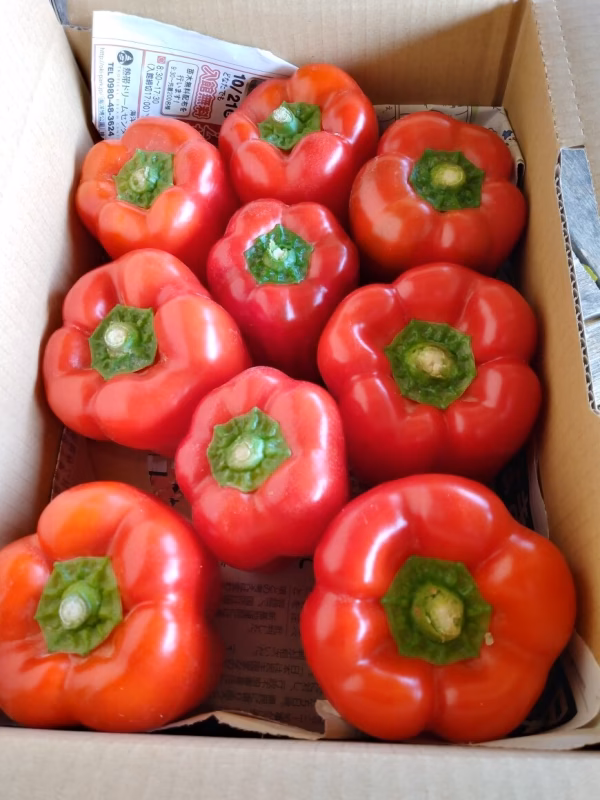 宮古島産 夏野菜3種類（パプリカ、なす、ピーマン）