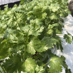 糸島産まろやかパクチー