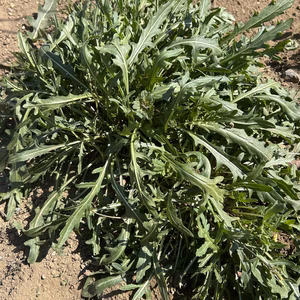 ルッコラ　セルバチカ