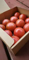 【オレンジページトマトケチャップのレッスン動画つき】ウエタトマトのトマト