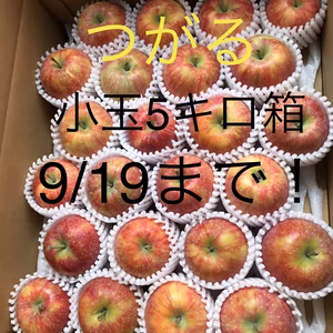 信州産サンつがる5キロ