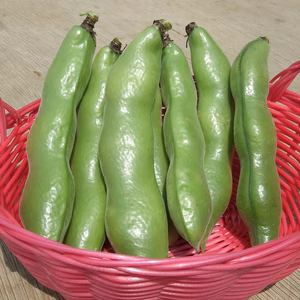 大粒で甘味があって美味しい❣かまちゃん農園の「一寸そら豆」