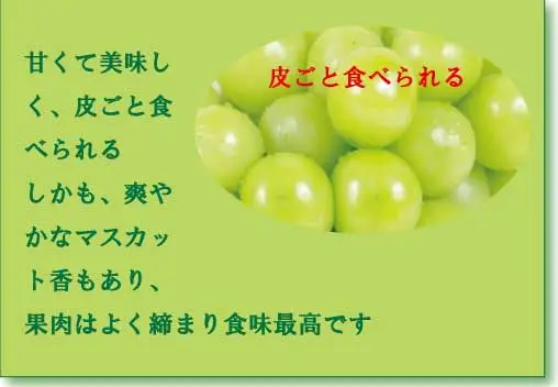 岡山県産 シャインマスカット （種なし） ４房 約2キロS2｜果物の商品