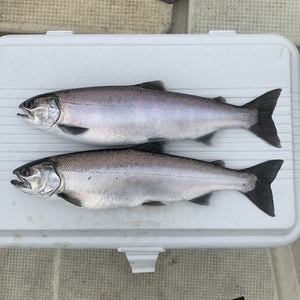 琵琶湖の宝石　一本釣りビワマス　2尾セットでお得！