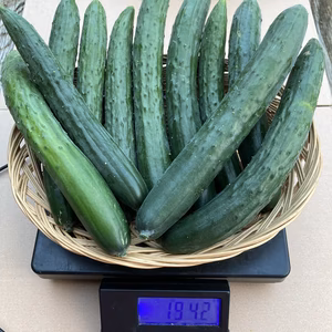 【規格外】きゅうり(約2kg)
