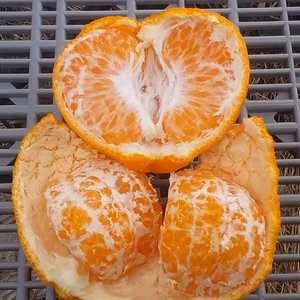 [お試し]今が旬はるみ晩柑（糖度12度M/L混在)冷蔵便2Kg和歌山産