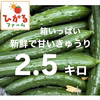 【サヨナラセール‼️】6/5まで販売⭐️2.5キロ‼️訳あり新鮮！朝どれきゅうり